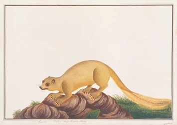 Ardilla Gigante de Color Crema, de Dibujos de Animales, Insectos y Reptiles de Malaca, c.1805-18